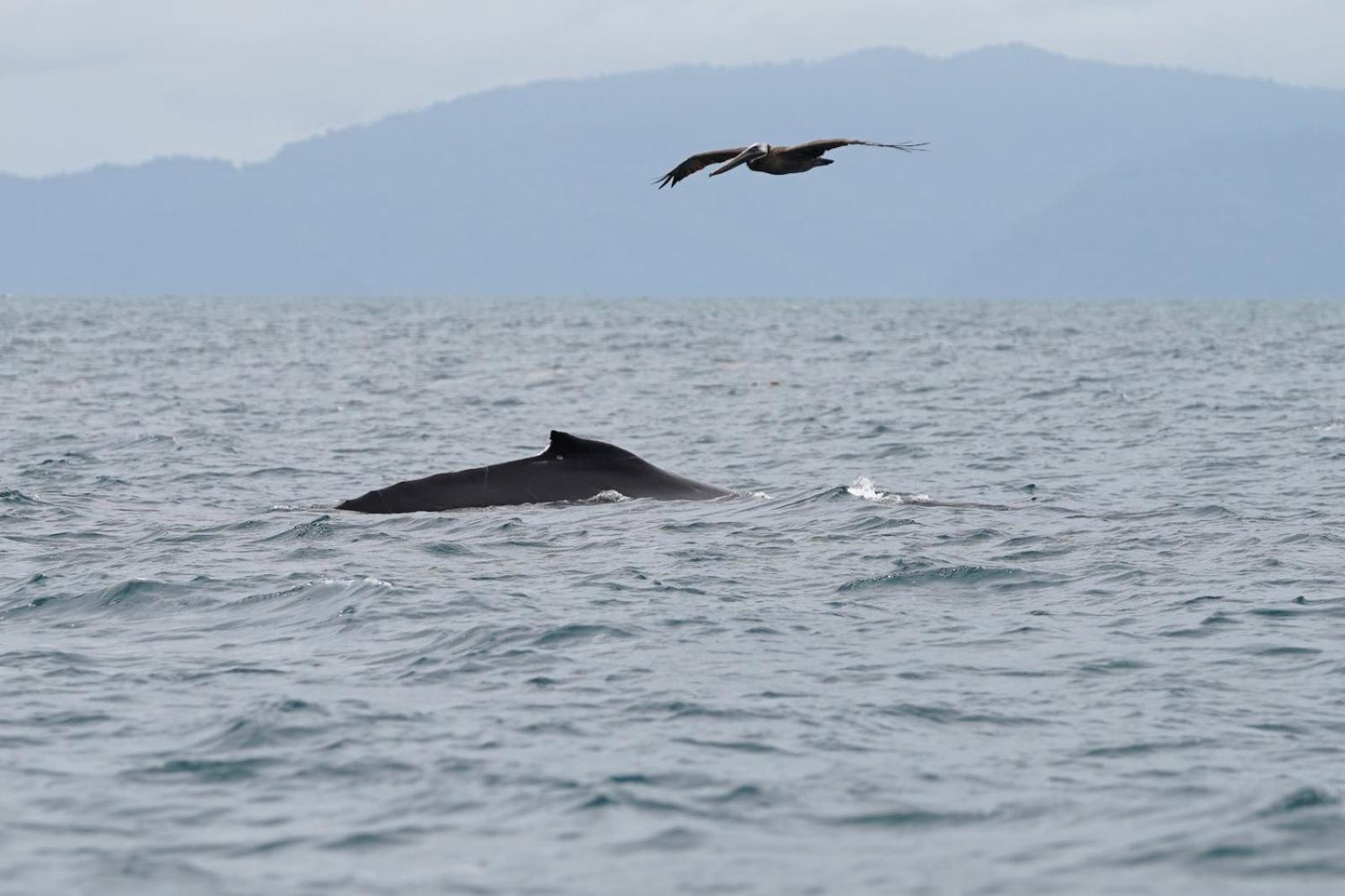 Vila Dolphin Quest Costa Rica Piedras Blancas Exteriér fotografie