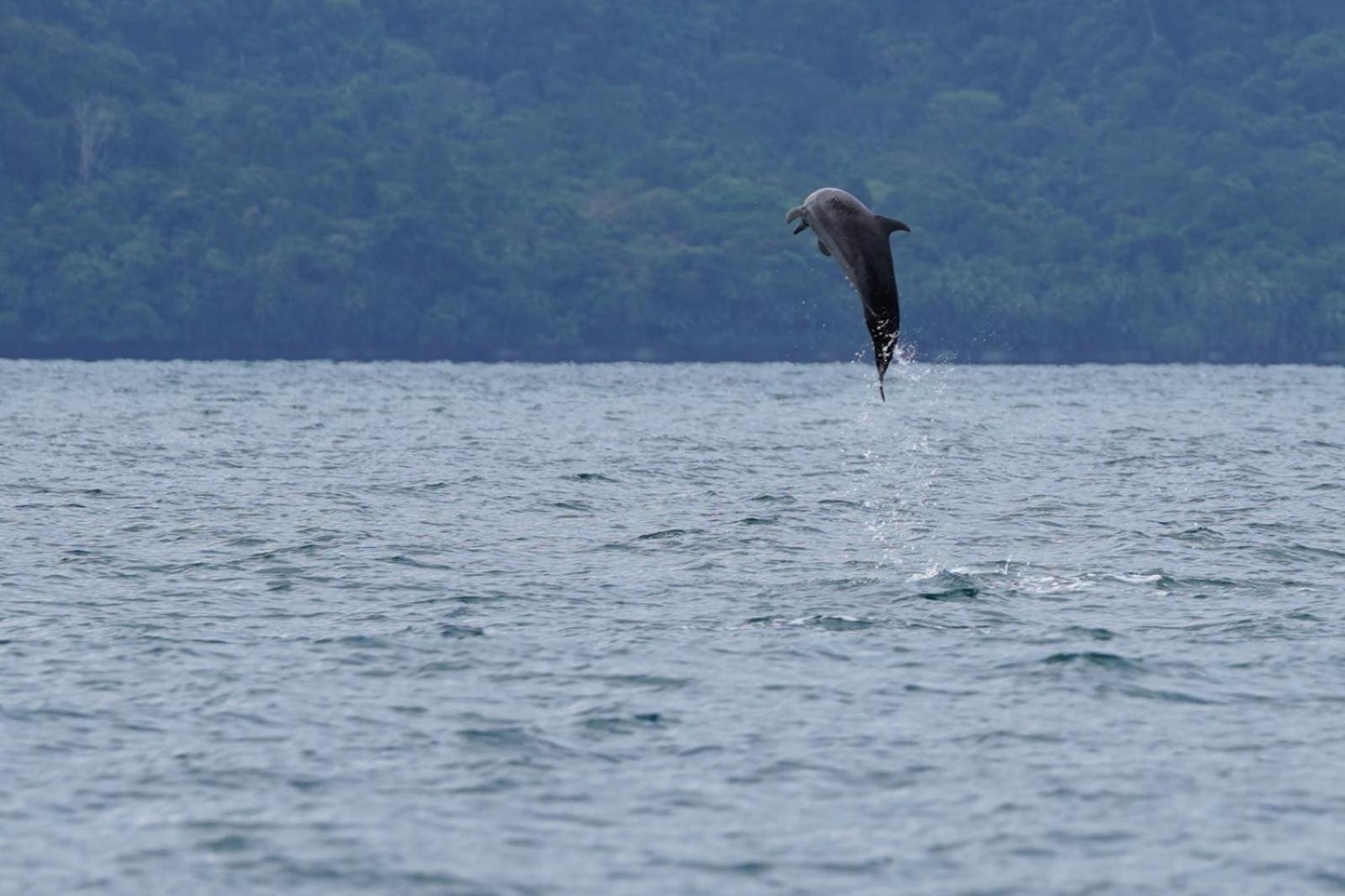 Vila Dolphin Quest Costa Rica Piedras Blancas Exteriér fotografie